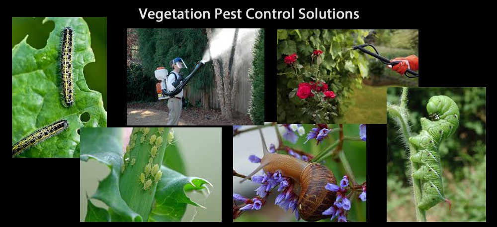 Pest-Control